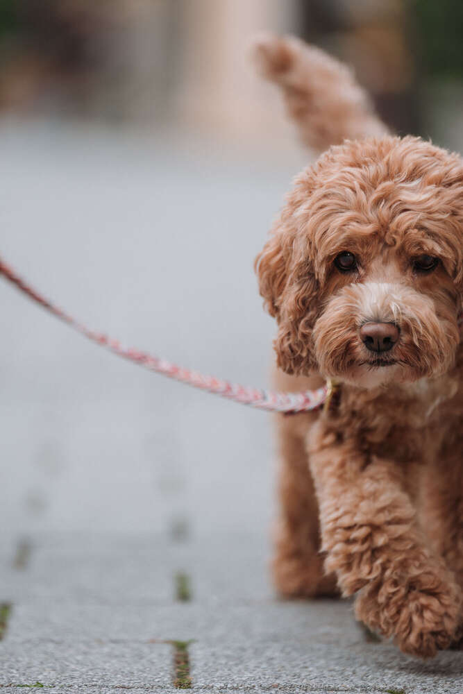 Lisas Sicht der Dinge