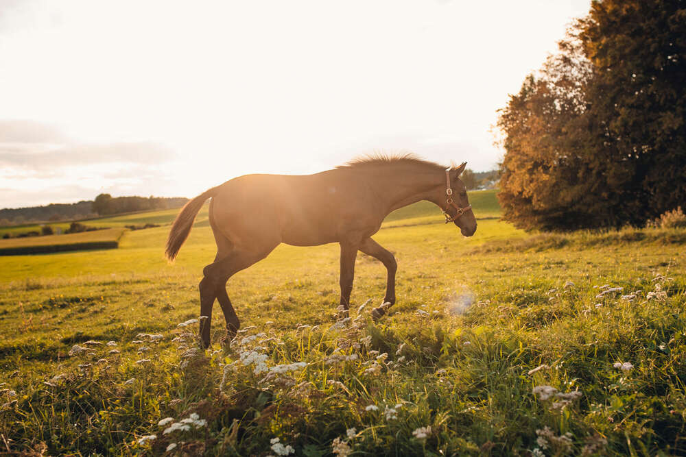 Kontrastreich Fotografie und Design (Kontrastreich Fotografie und Design)
