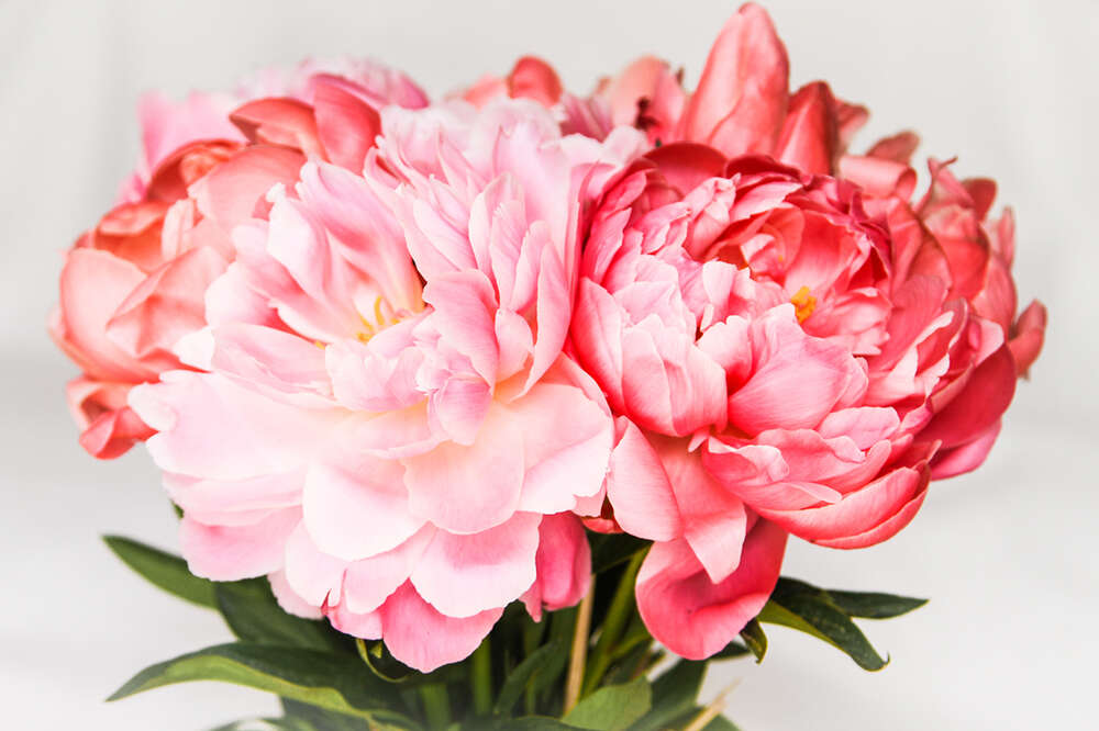 Soul Photography & Design