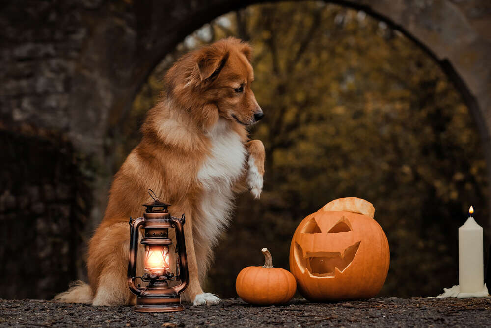 Halloween (LZ Fotografie)