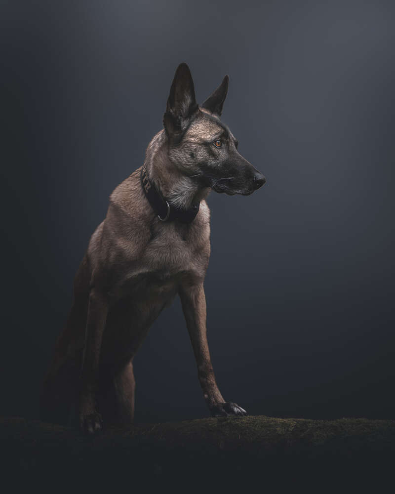 Belgian Malinois (Andreas Schratzenstaller)