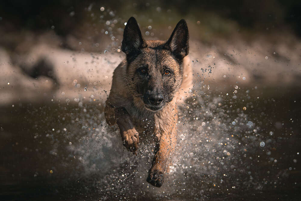 Splash (Andreas Schratzenstaller)