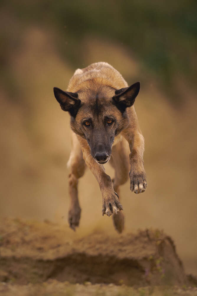Flying Rocket (Andreas Schratzenstaller)