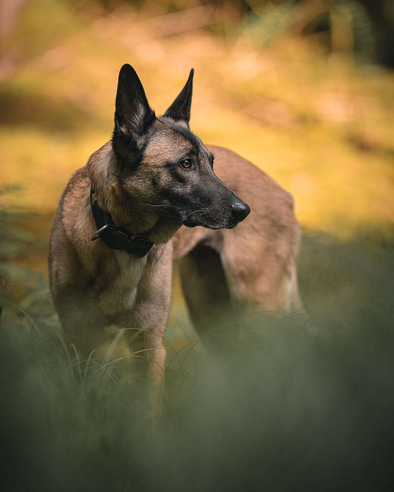 Belgian Malinois (Andreas Schratzenstaller)