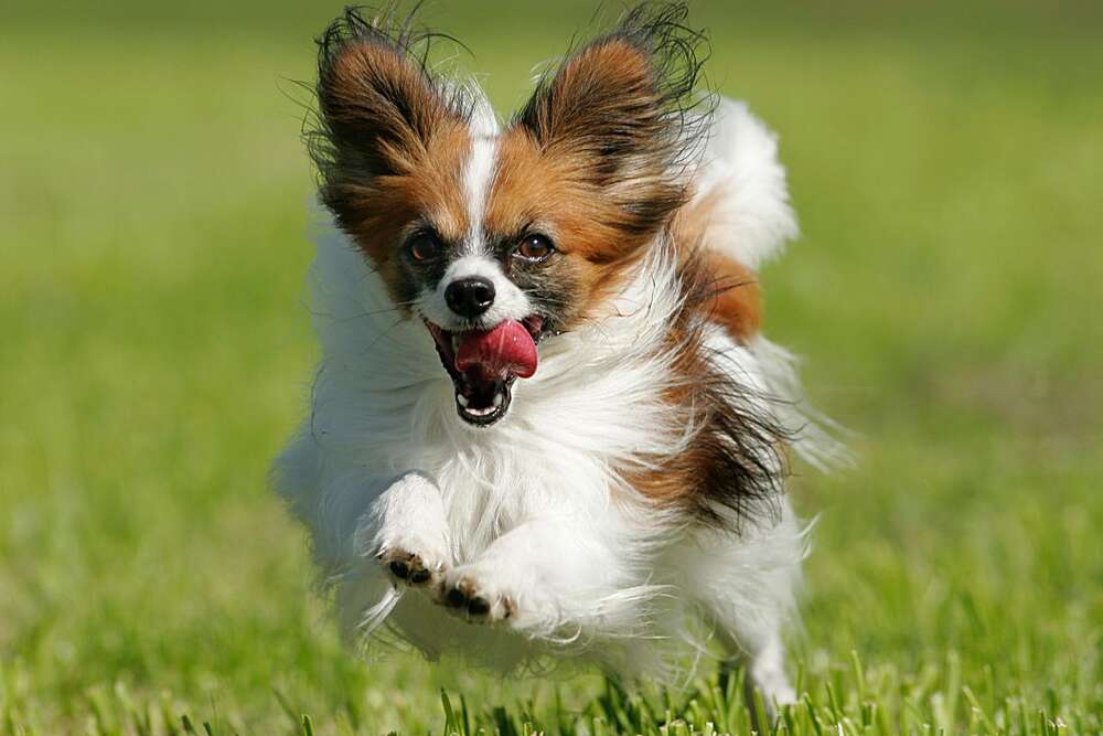 Tierfotograf (Tierfotograf)