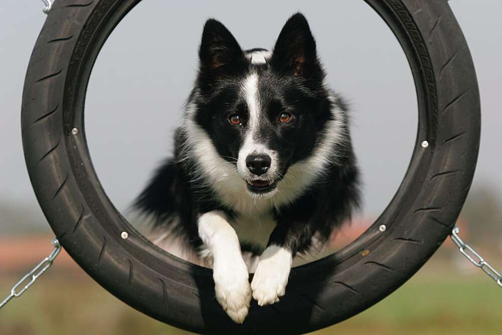 Tierfotograf (Tierfotograf)