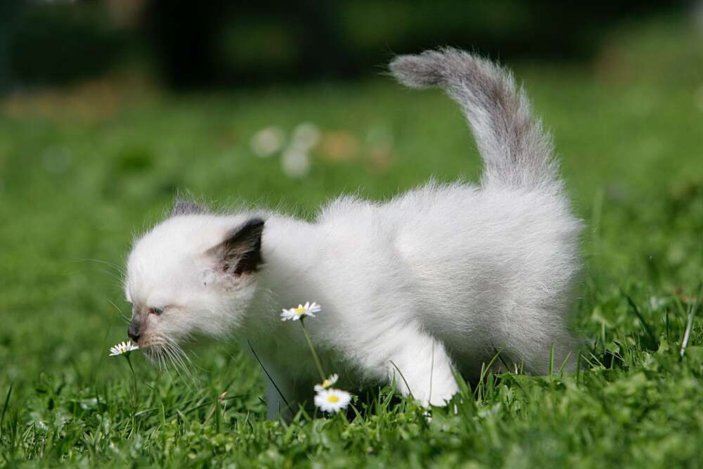 Tierfotograf (Tierfotograf)