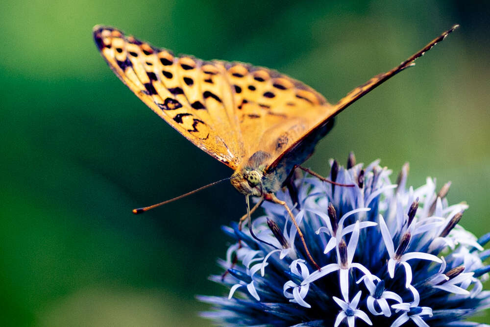Naturfotografie im Harz (krauss.media)
