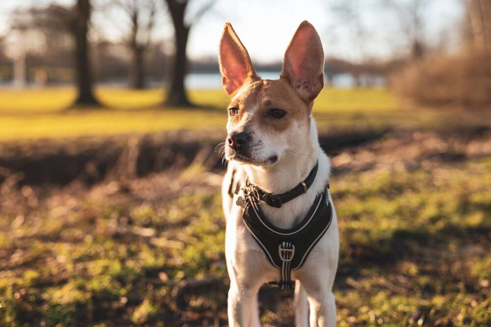 Maurice Kraft (Maurice Kraft)