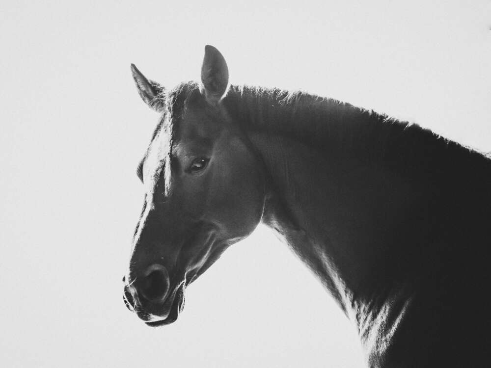 Photo Chatoyer by Nina Eisele (Photo Chatoyer by Nina Eisele)