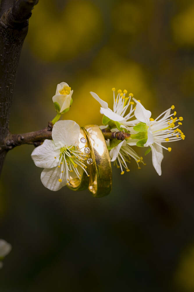 Kurz vor der Ringübergabe (Fotografie und Medienservice)