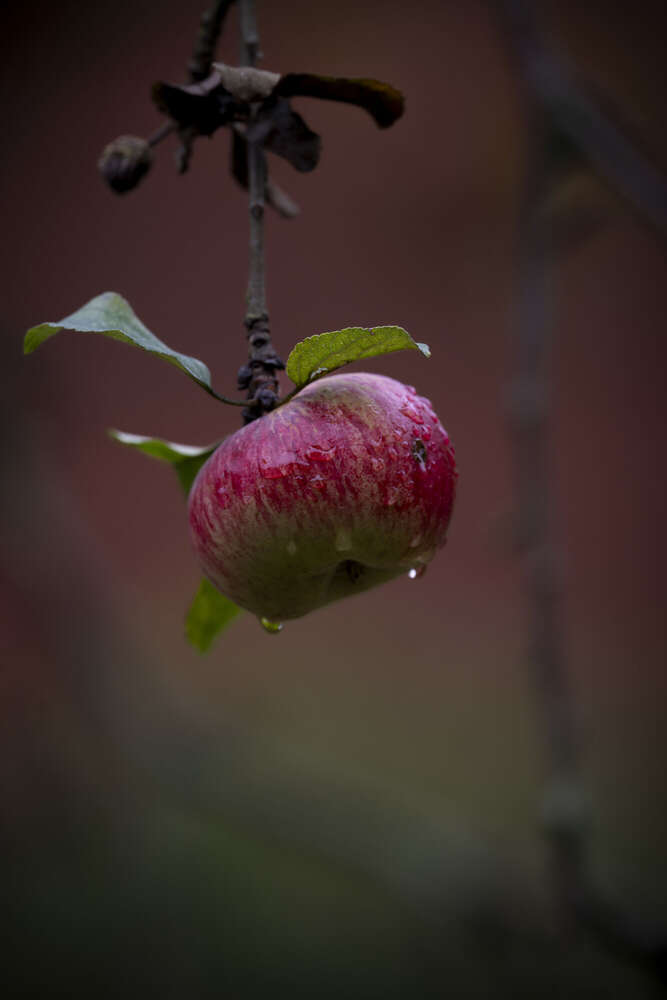 Fotografie und Medienservice