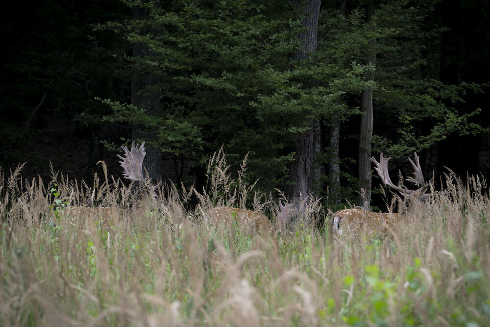 Fotografie und Medienservice (Fotografie und Medienservice)