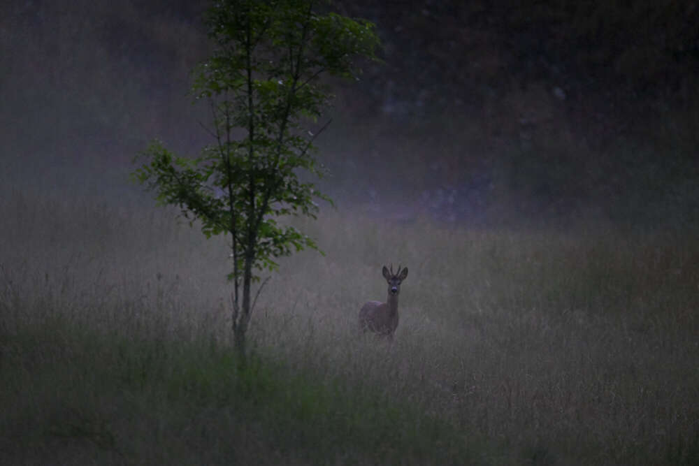Fotografie und Medienservice (Fotografie und Medienservice)