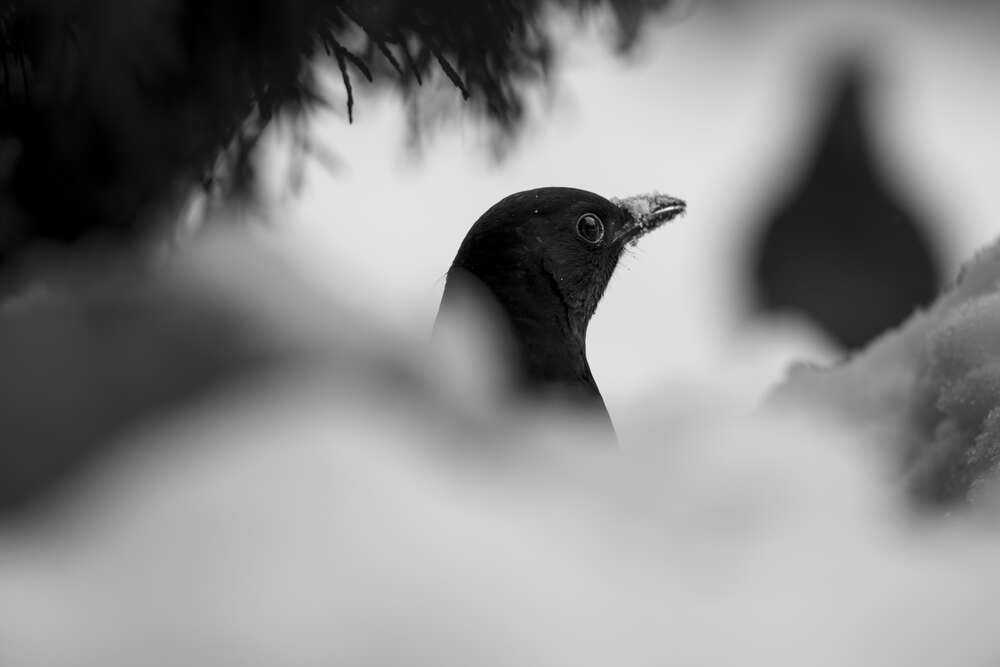 Fotografie und Medienservice