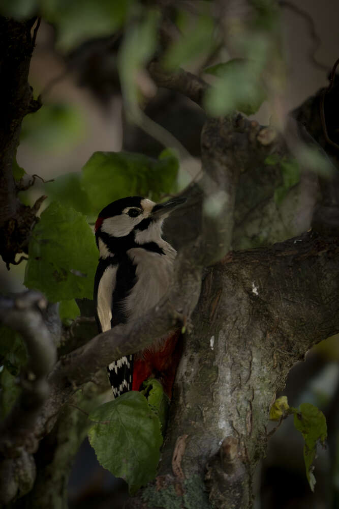 Fotografie und Medienservice
