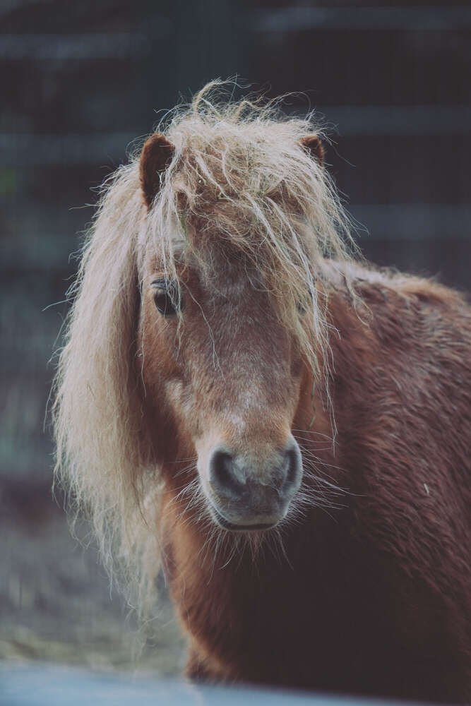 AS Photography (AS Photography)