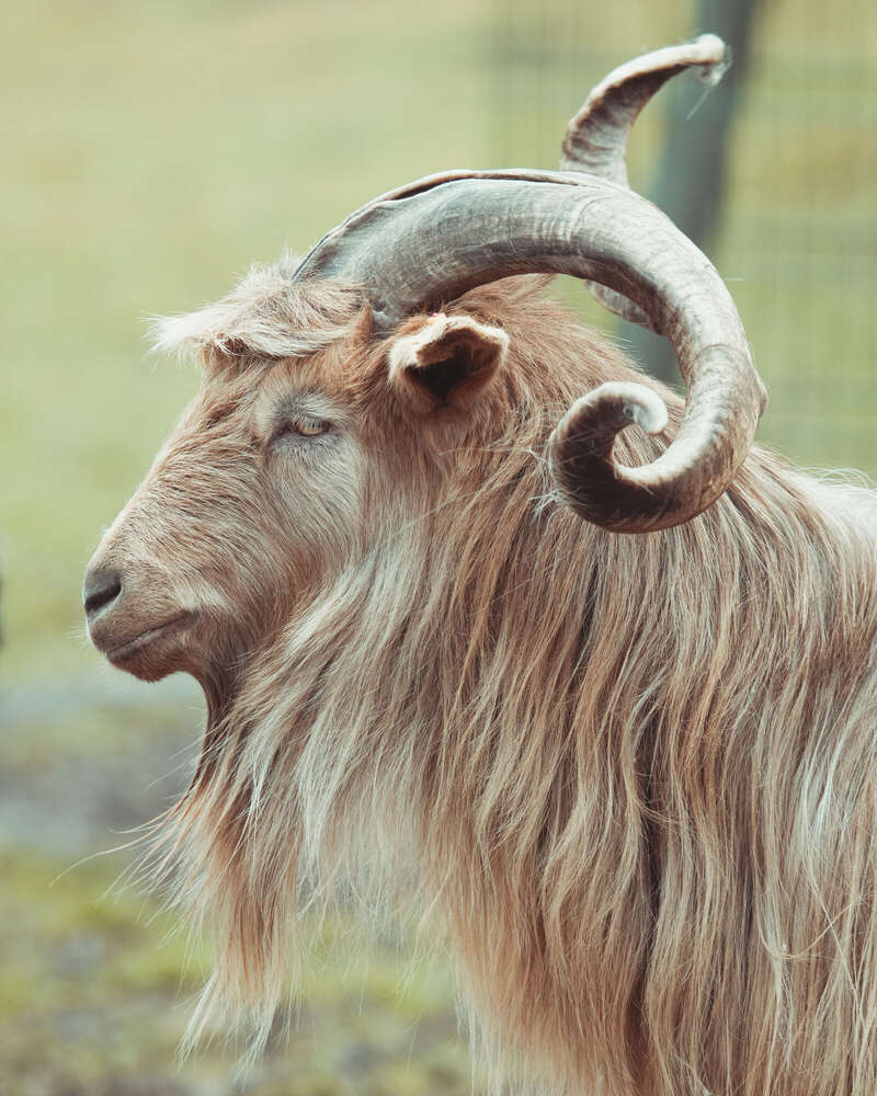 AS Photography (AS Photography)