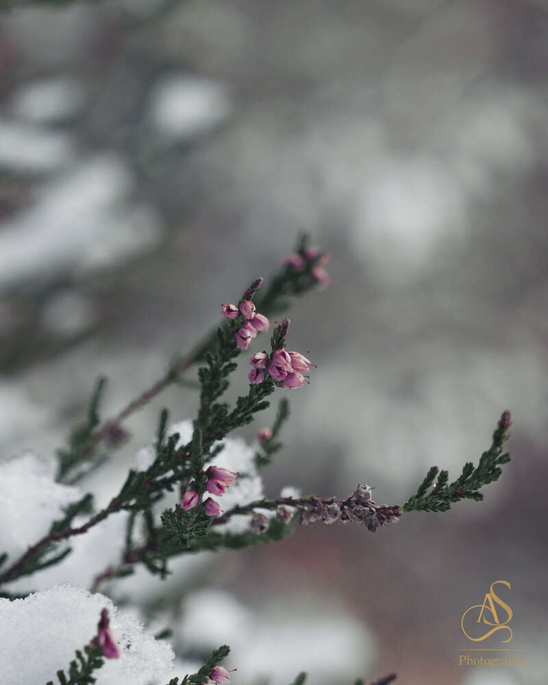 AS Photography (AS Photography)