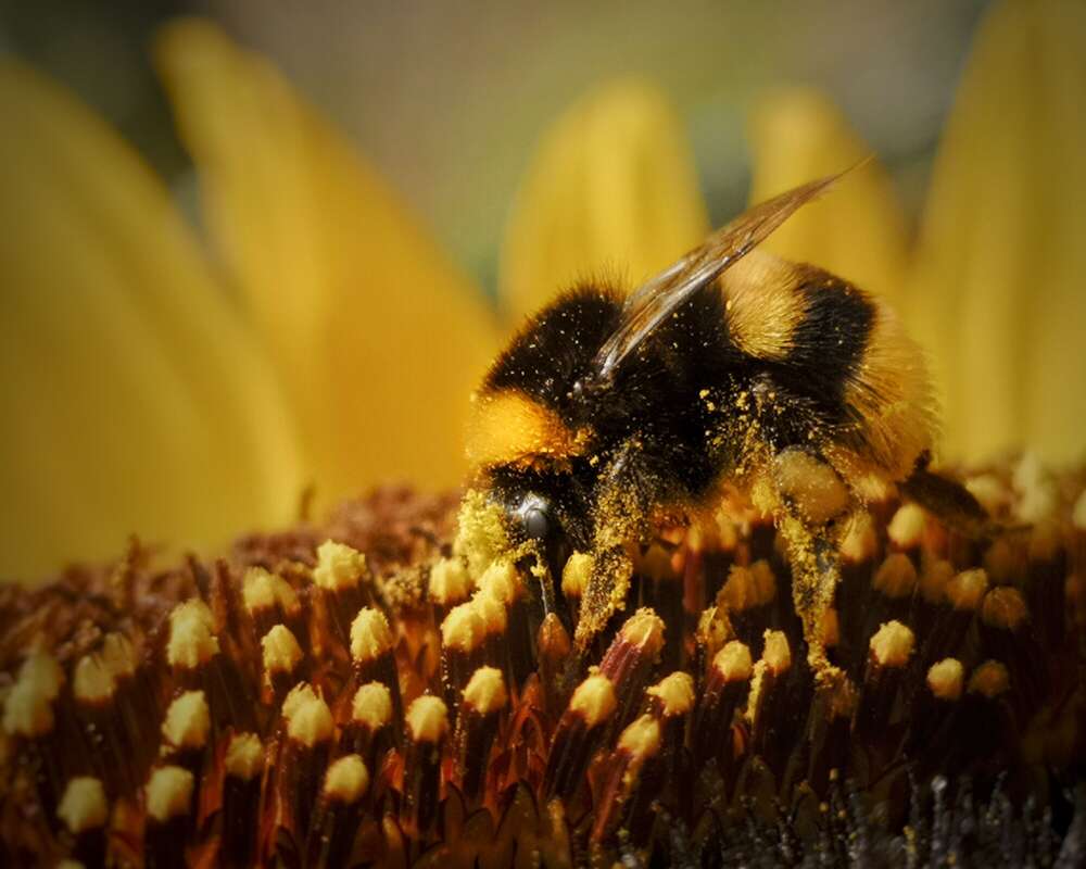 AS Photography (AS Photography)