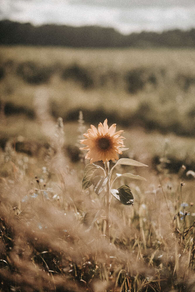 Timo Frütel (Timo Frütel)