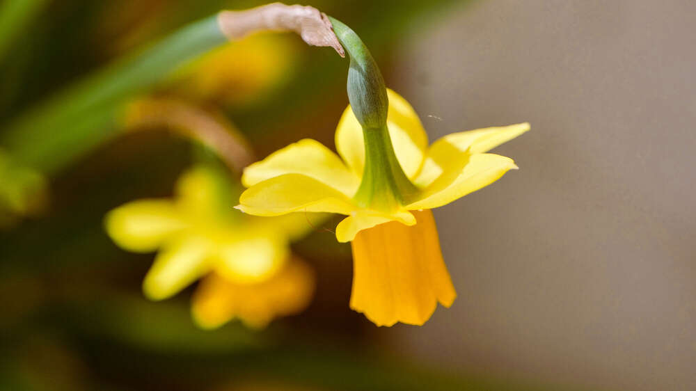 Blumen (Noam Weyersberg)