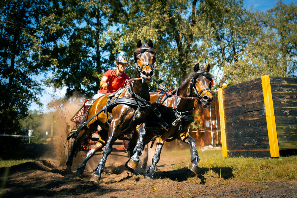 GreenYard-Art (GreenYard-Art)