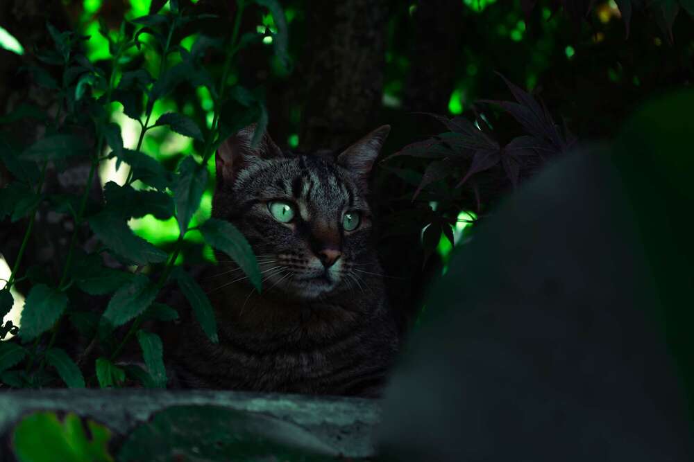 Benjamin Askew (Benjamin Askew)