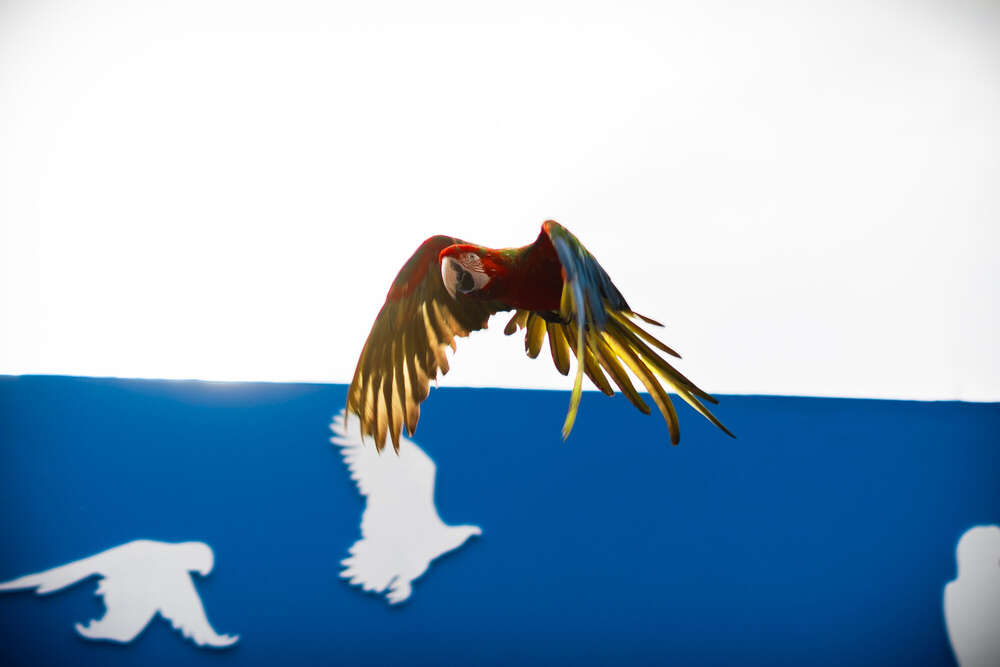 Benjamin Askew (Benjamin Askew)