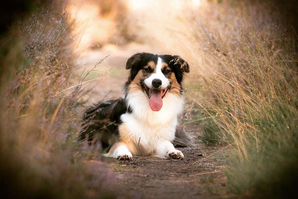 Carolin Runge (Carolin Runge)