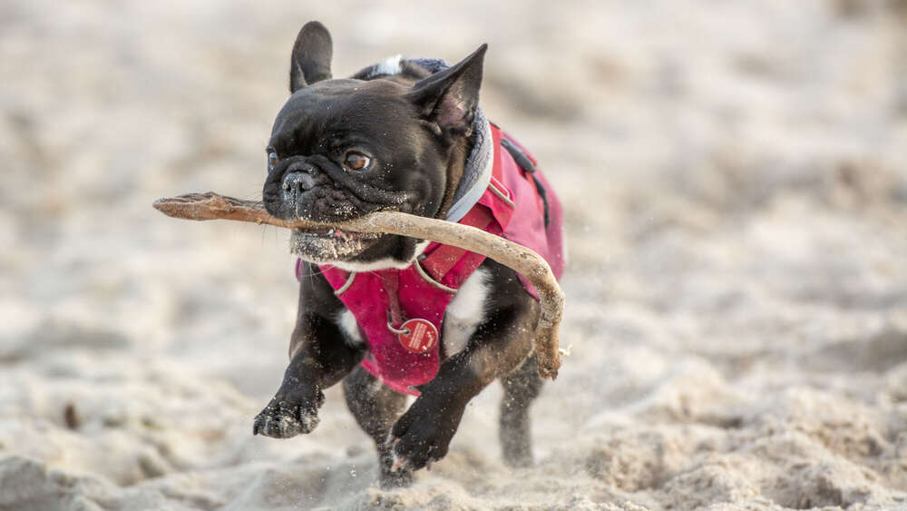 Timo  Herzog  (Timo  Herzog )