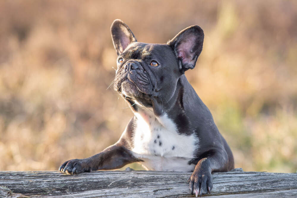 Timo  Herzog  (Timo  Herzog )