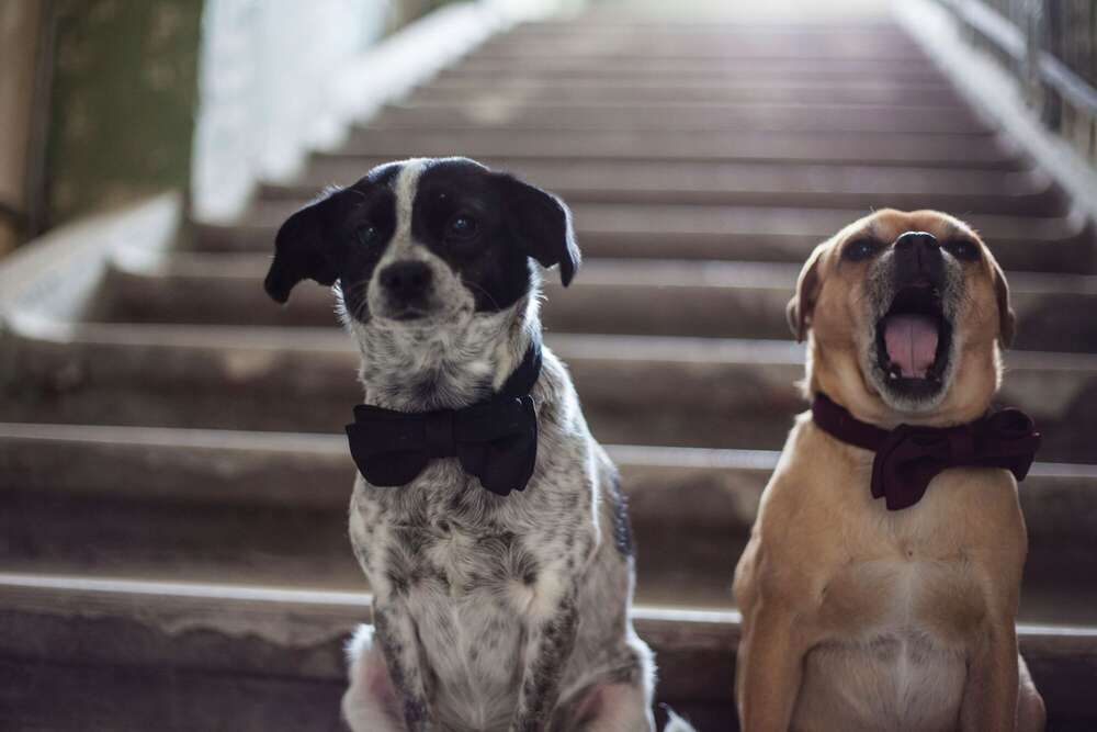 Tres chicqe, Hundefotografie (Little Big Moments Fotografie)