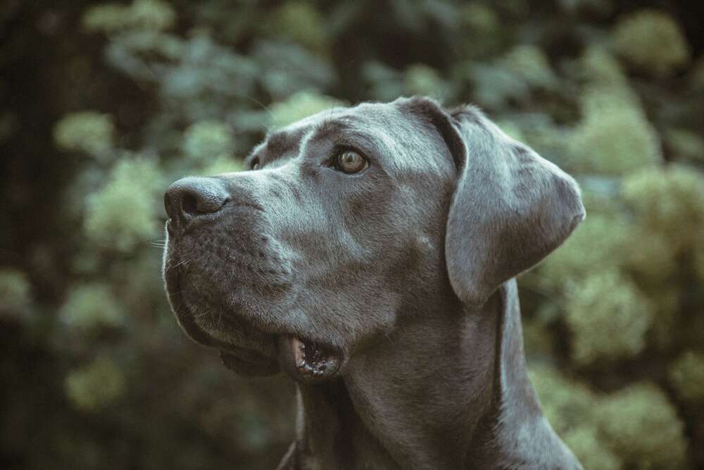 Carne Corso, Tierportrait (Little Big Moments Fotografie)