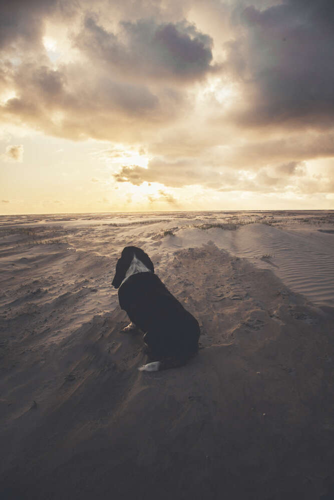 Basset Hound (Little Big Moments Fotografie)