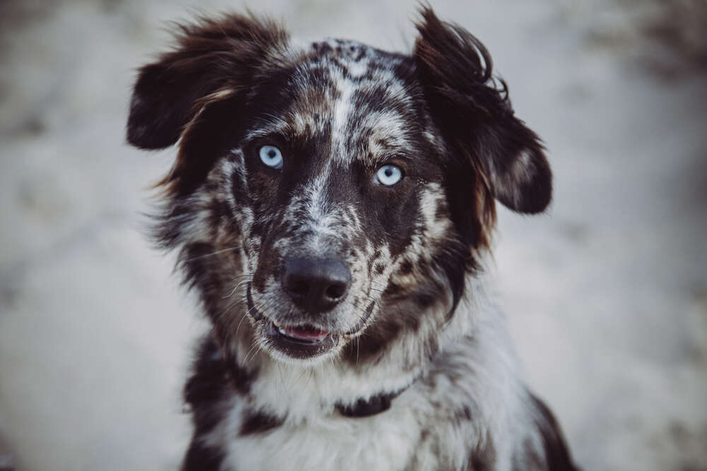 Border Collie, Tierfotografie (Little Big Moments Fotografie)