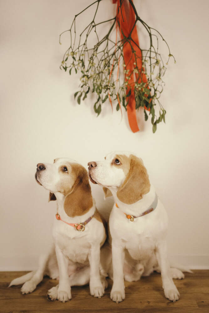 Hundefotografie, Weihnachtsshooting (Little Big Moments Fotografie)