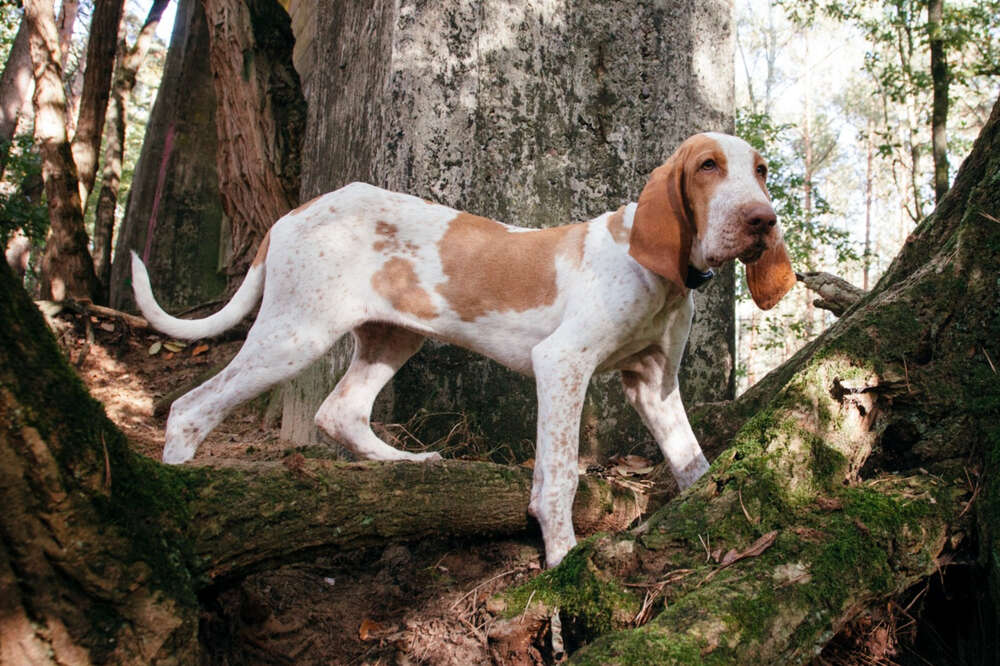 Tierfotografie (Little Big Moments Fotografie)