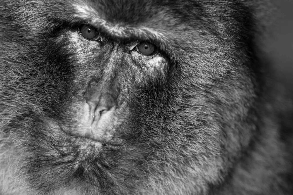 Affenberg in Salem (Felix Kästle - Foto + Video + Social Media)