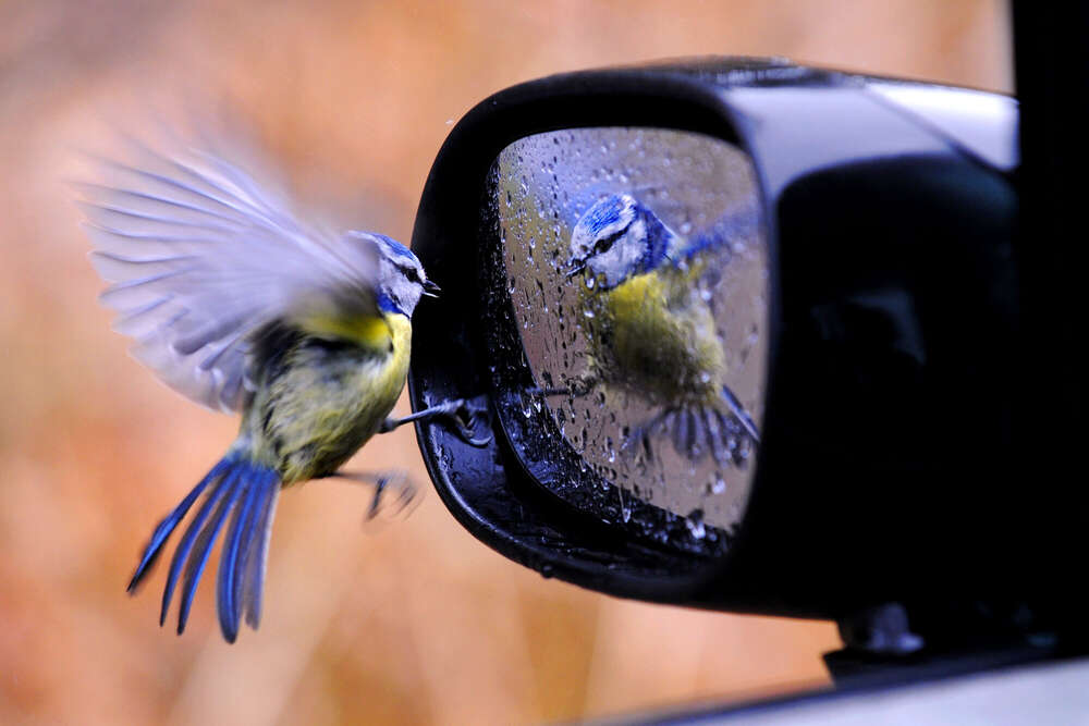...kam unter die 40 weltweit besten Nachrichtenbilder  (Felix Kästle - Foto + Video + Social Media)