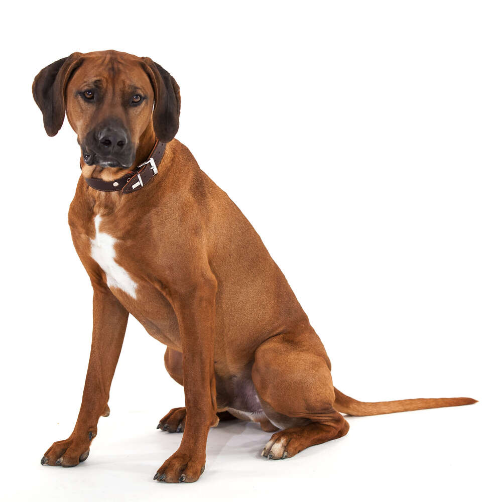 Foto Elvey (Foto Elvey)