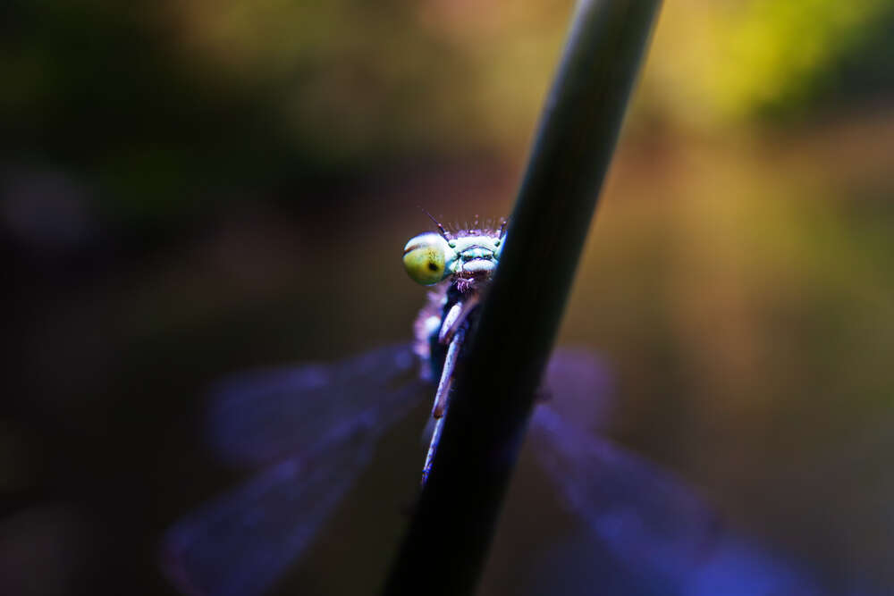 Neugierige Libelle (MaxSimson.photos)