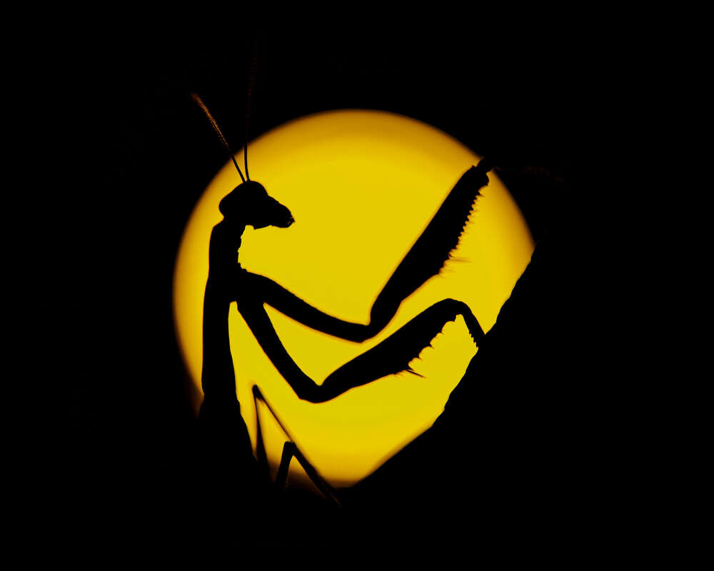 Vollmond Nacht (MaxSimson.photos)