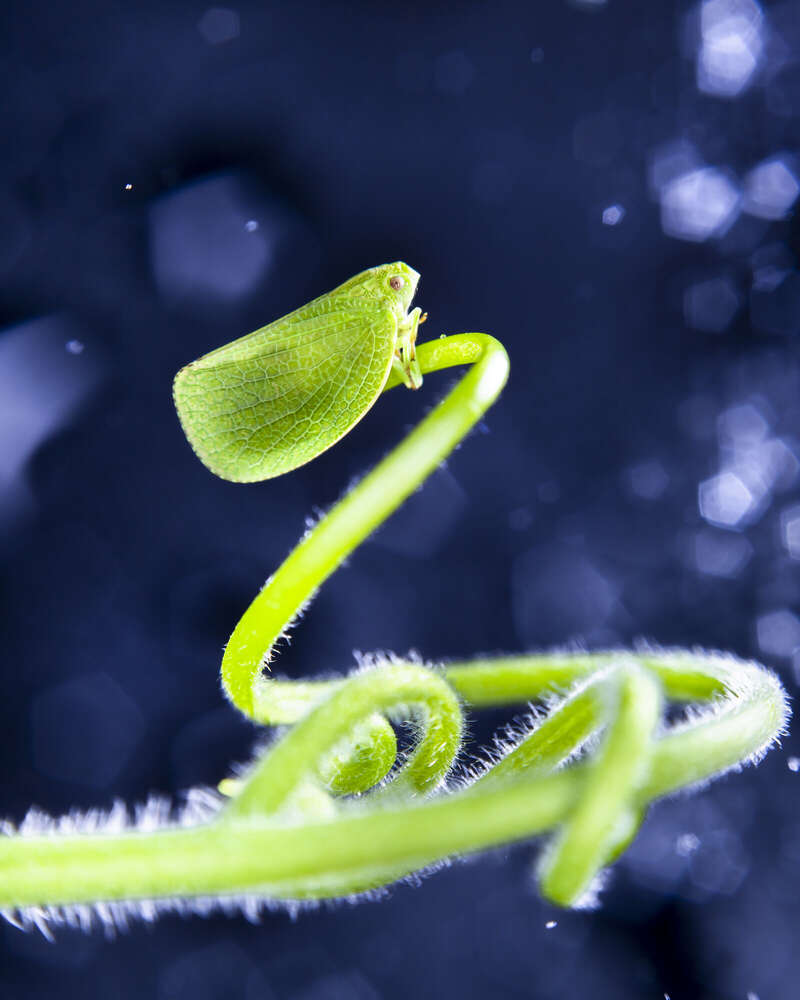 Blatthüpfer im Regen (MaxSimson.photos)