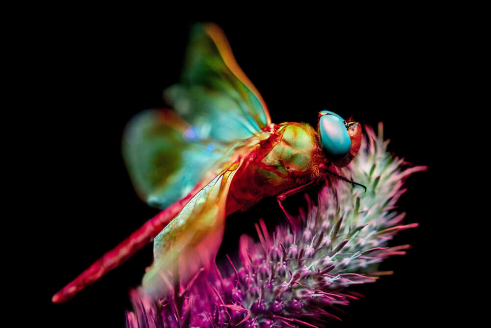 Fantastische Fluoreszenz (MaxSimson.photos)