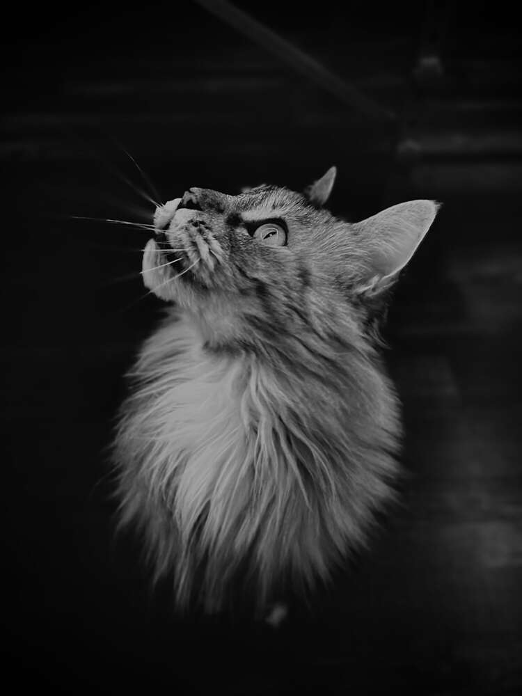 paint2graphy (paint2graphy)