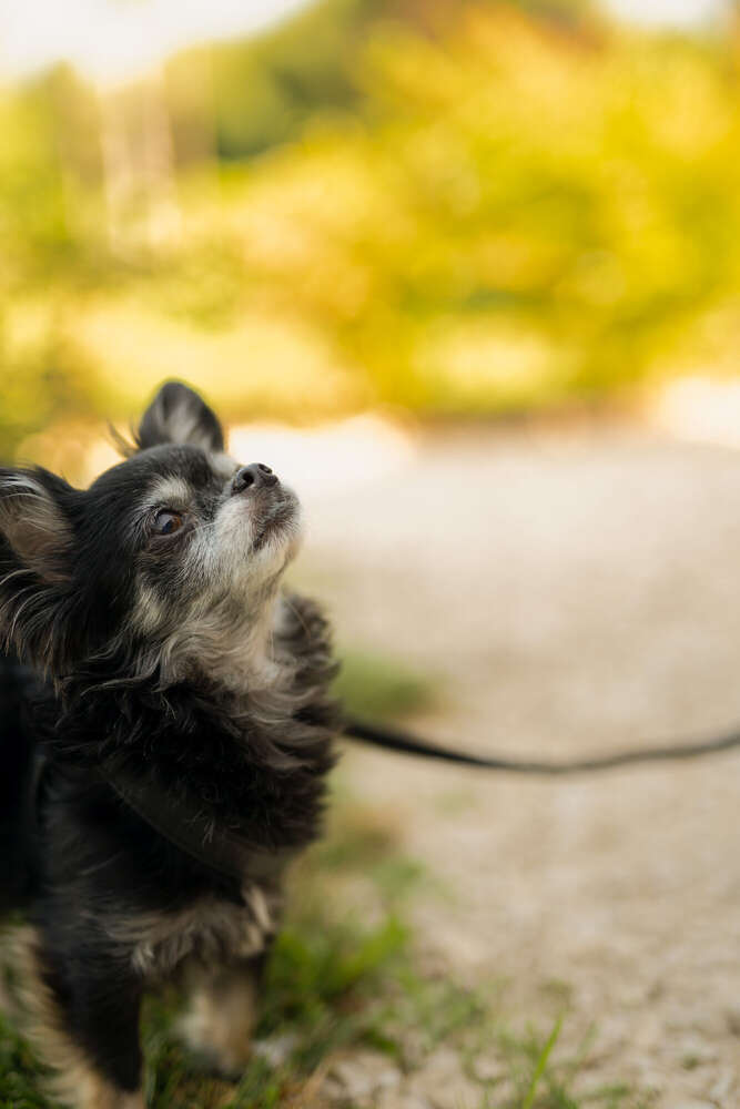 Hundeshooting (ONLY SAVAGE)