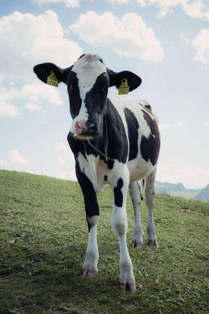 Maxine Stiller (Maxine Stiller)