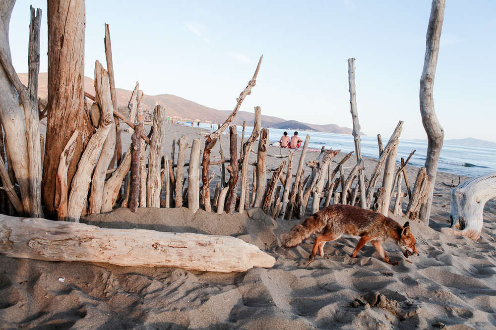Der Fuchs am Strand (Studio Nick Harwart Köln & Bonn)