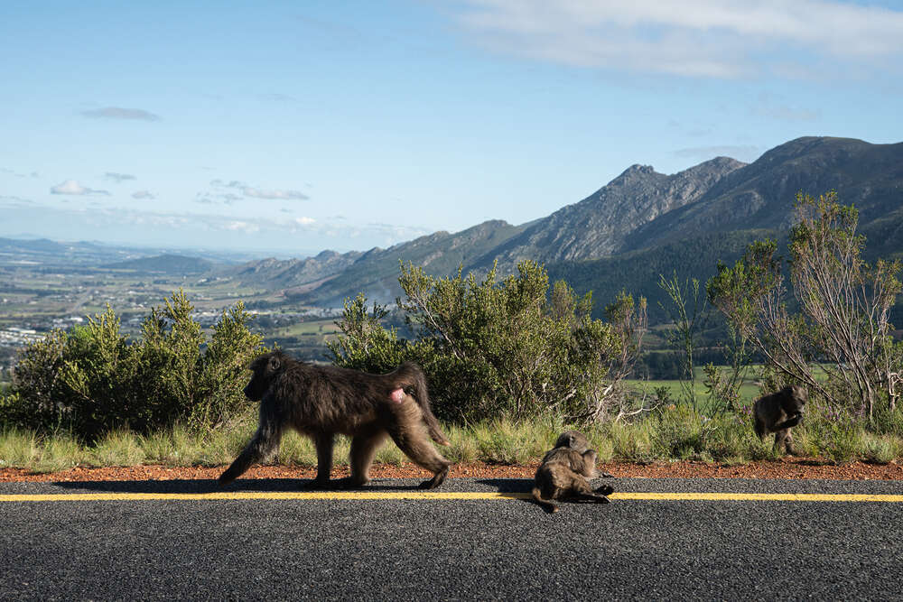 Baboons in Südafrika (Studio Nick Harwart Köln & Bonn)